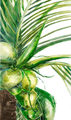 Image Not Available